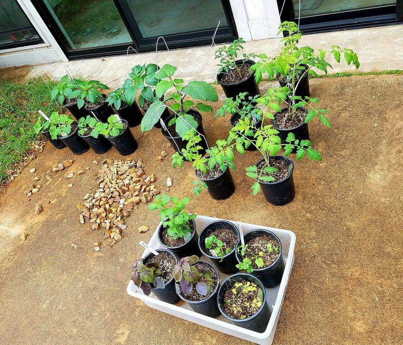 Failing To Harden Off Before Transplanting