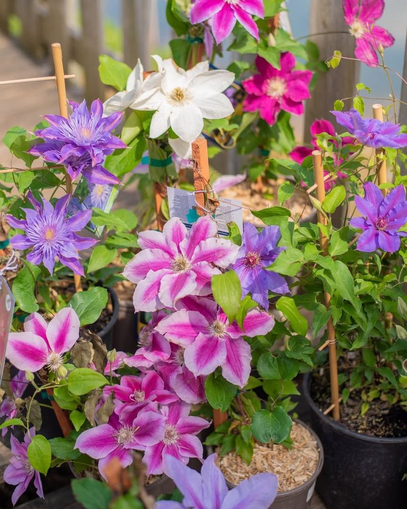 Fertilize For Flower Production