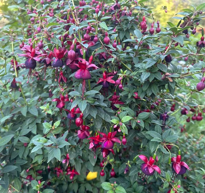 Manage Pests And Diseases Naturally