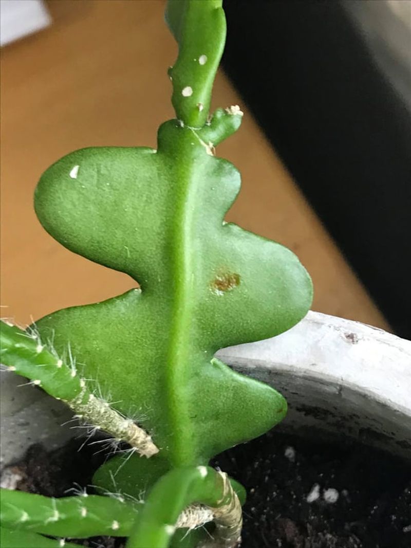 Watch For Common Pests And Problems