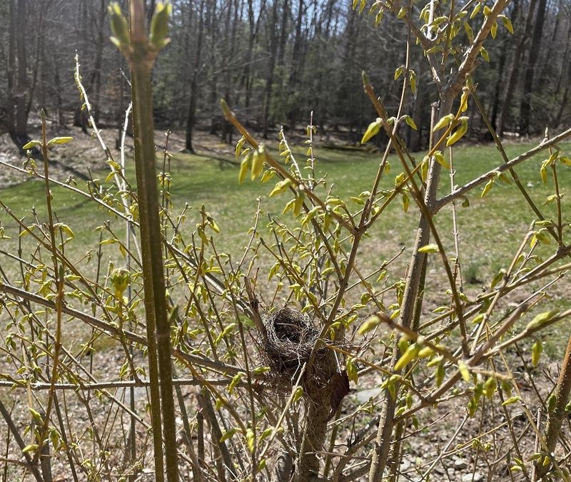 Feed And Water Properly To Rebuild Plant Energy