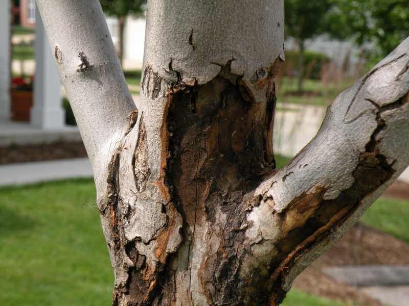 Inspect Trees For Winter Injury