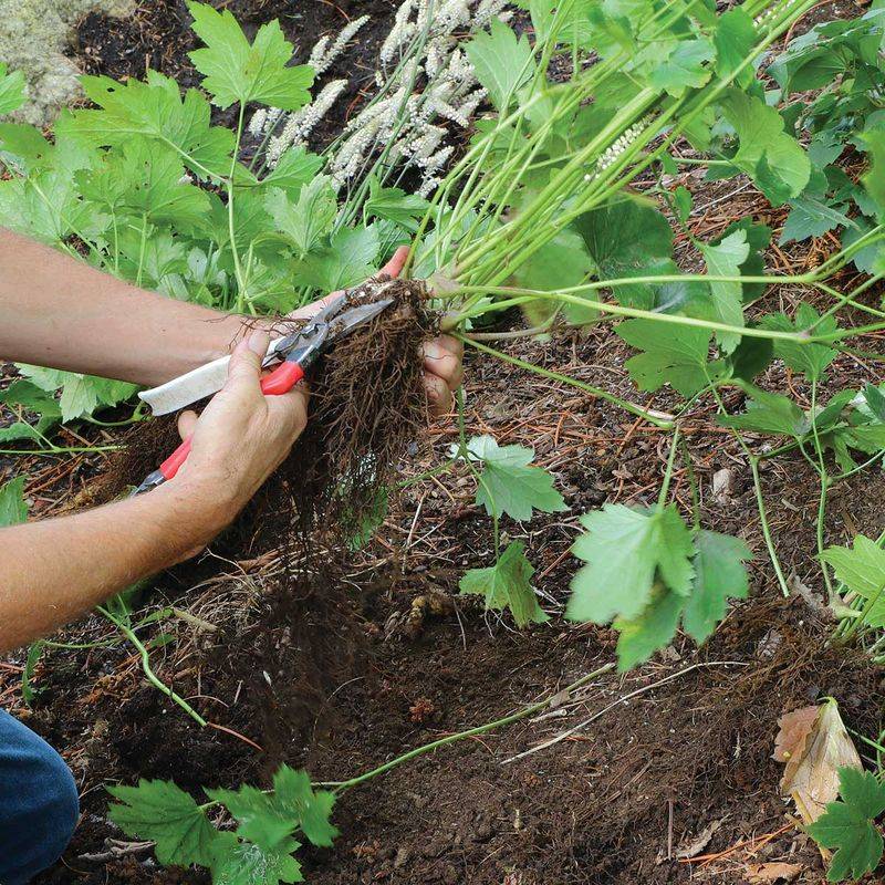 Divide And Replant Overcrowded Perennials