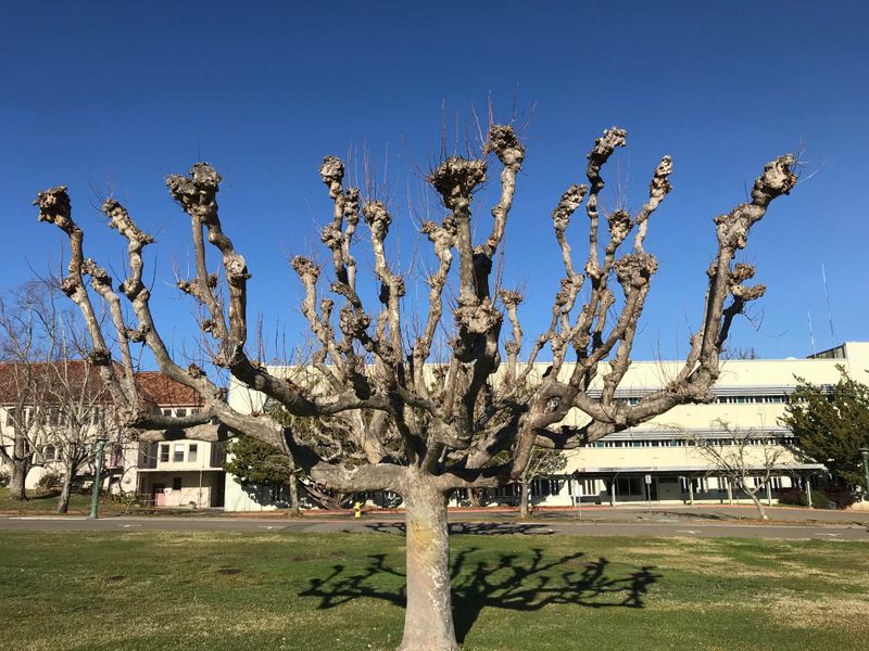 Wait Until Frost Risk Drops