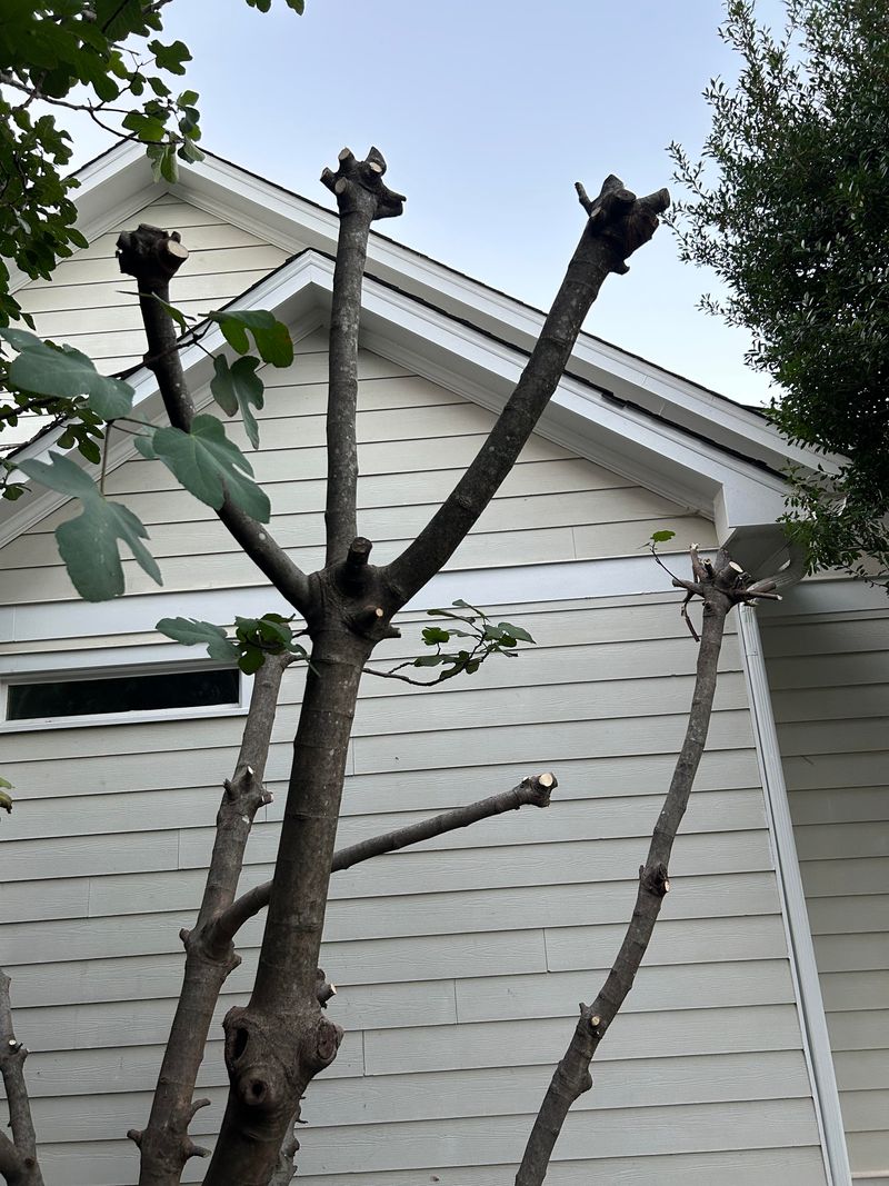 Avoid These Pruning Mistakes