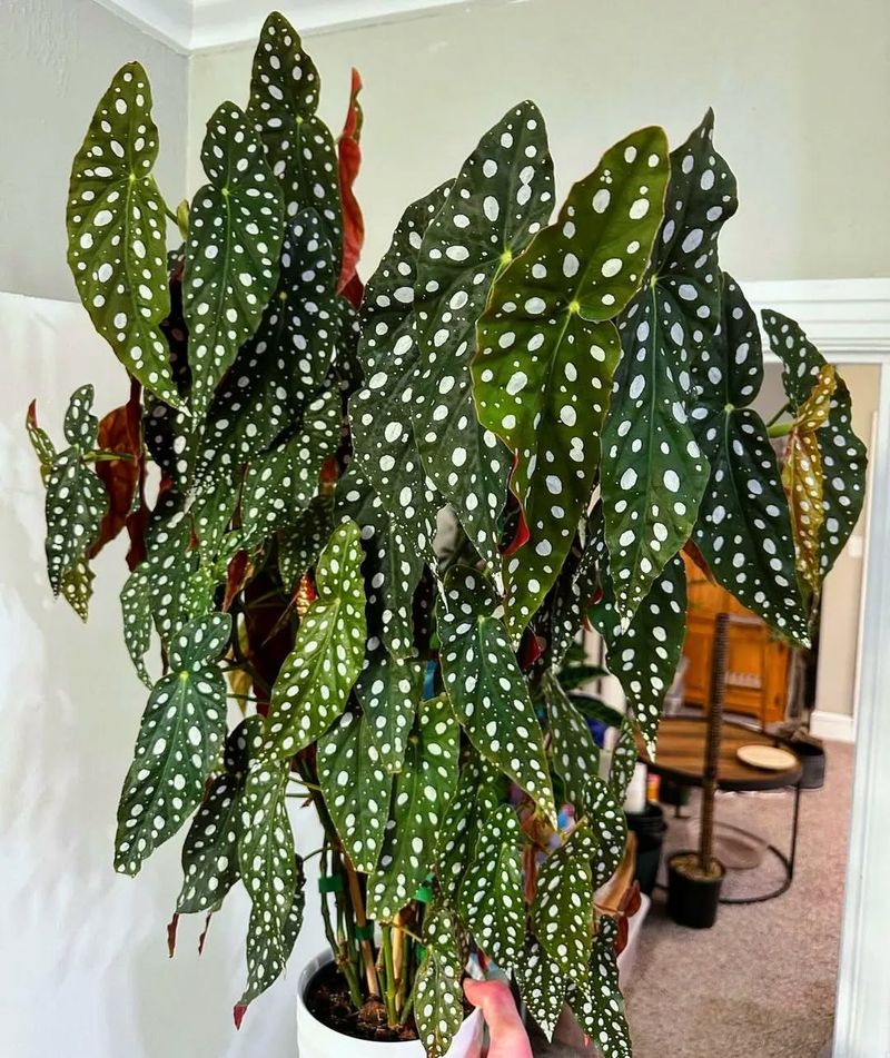 Rotate The Plant Regularly