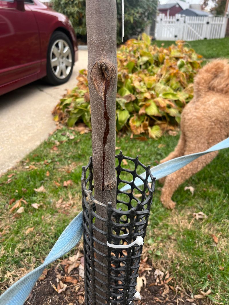 Protect From Wind And Damage