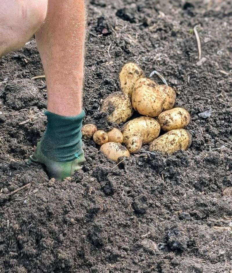 Set Out Potatoes As The Moon Begins To Decline
