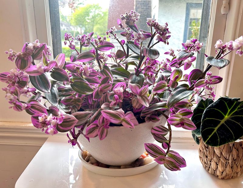 Light Feeding Boosts Color And Spread