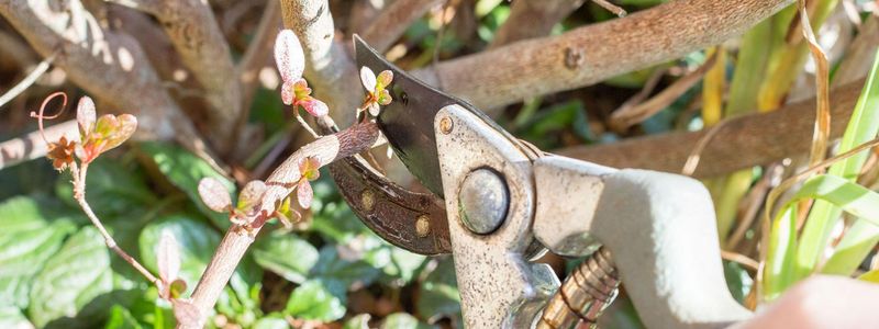Clear Away Declined Wood To Stimulate Recovery