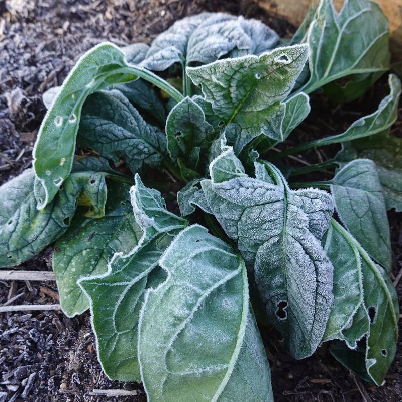 Water Gently To Reduce Plant Stress