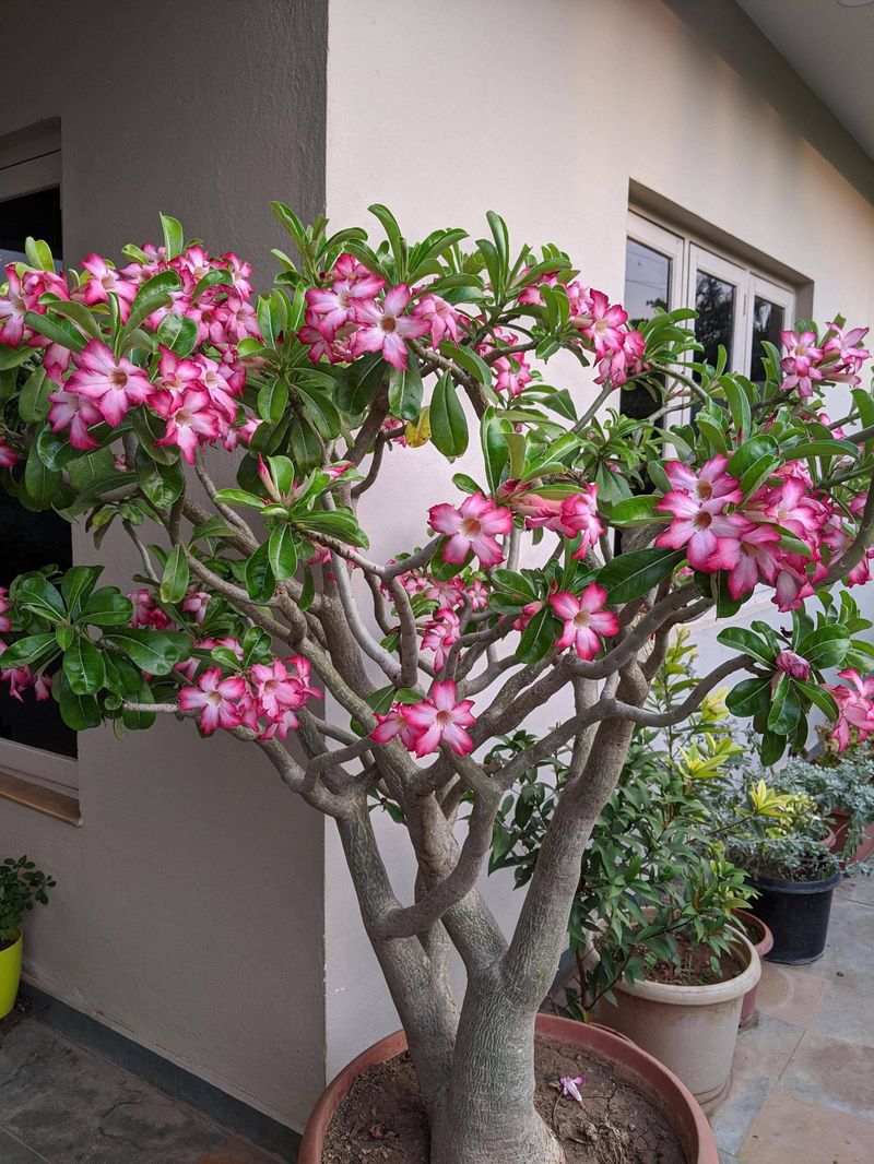 Feed Lightly During The Growing Season, Not Year-Round