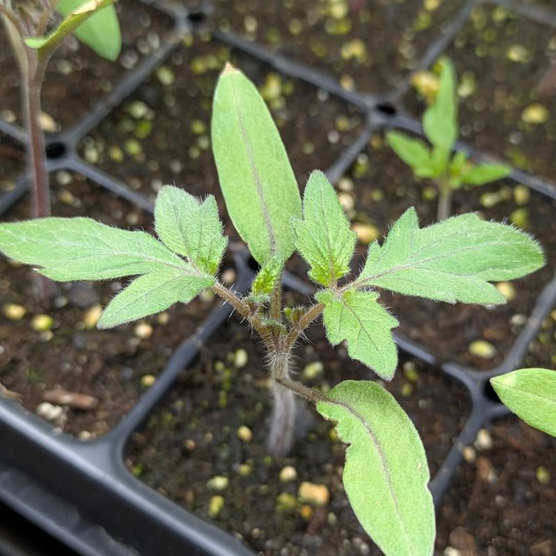 Start Seeds And Transplants Right