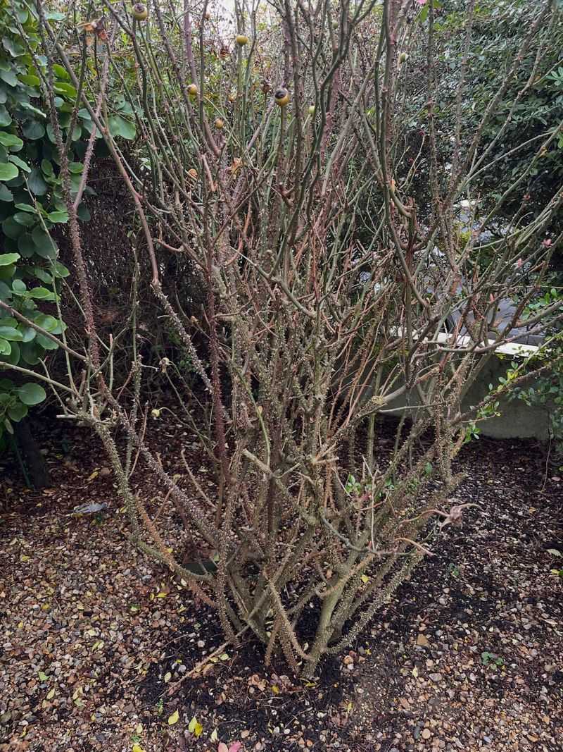 Thin Dense Shrubs To Improve Airflow In Humid Conditions