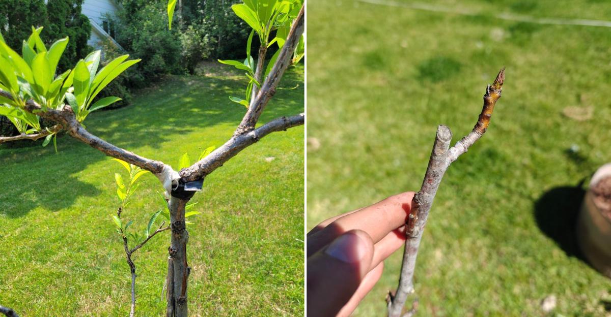 pruning fruit tree