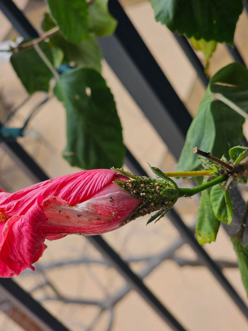 Watch For Whiteflies And Mites