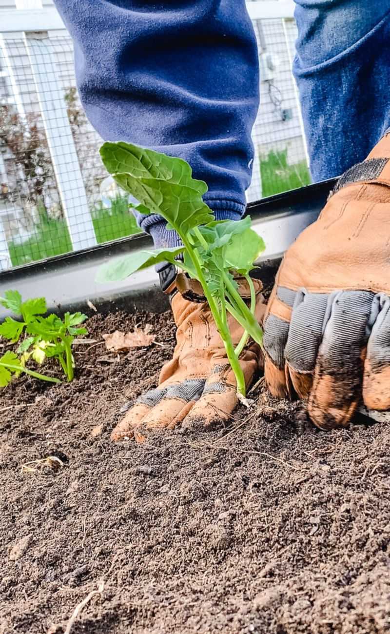 Plant Cool-Season Crops As Soon As Soil Warms