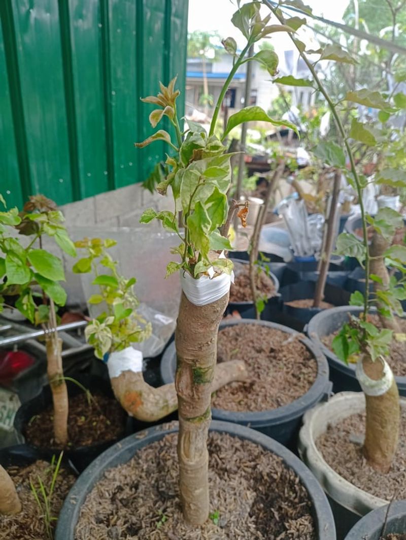 Young Plants Need Time Before Blooming Heavily