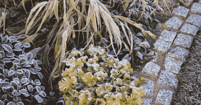 Removing Protective Growth Exposes Plant Crowns
