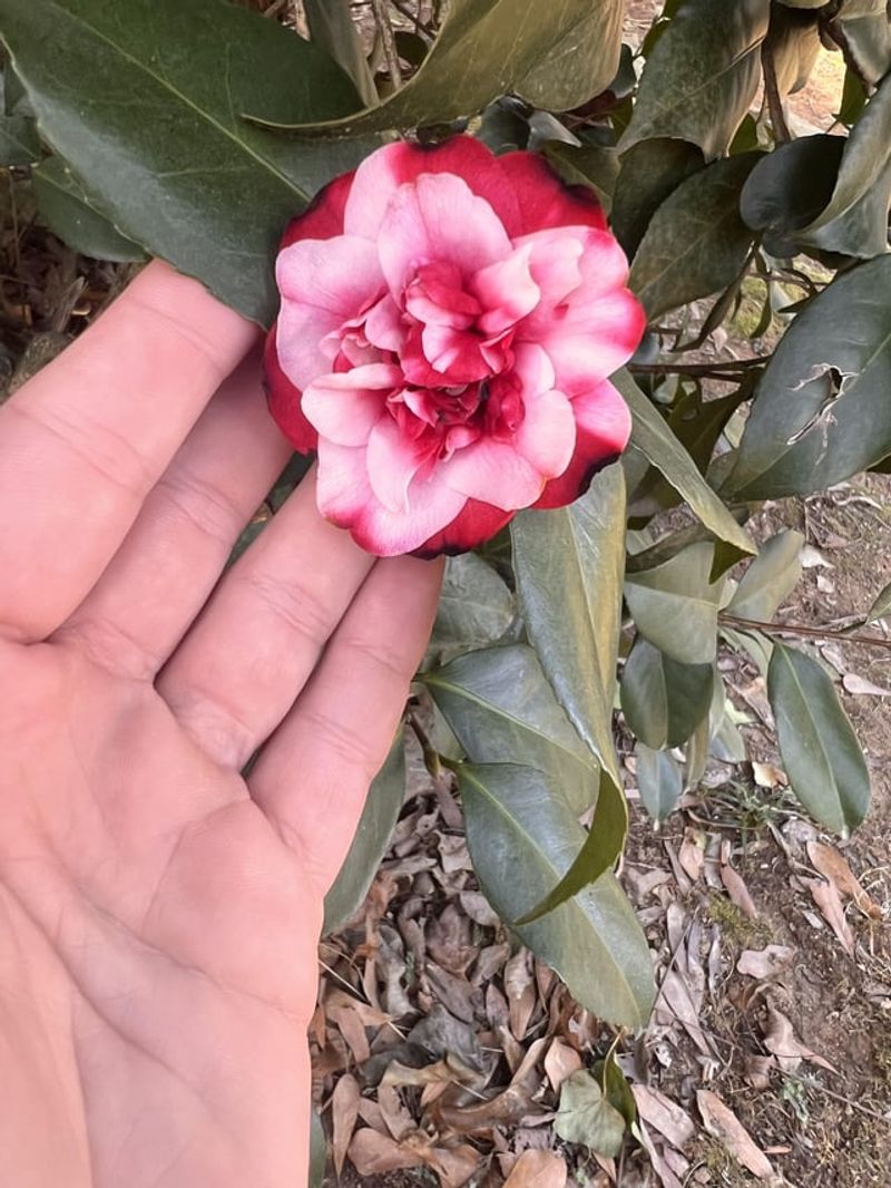 Seasonal Fertilization And Care