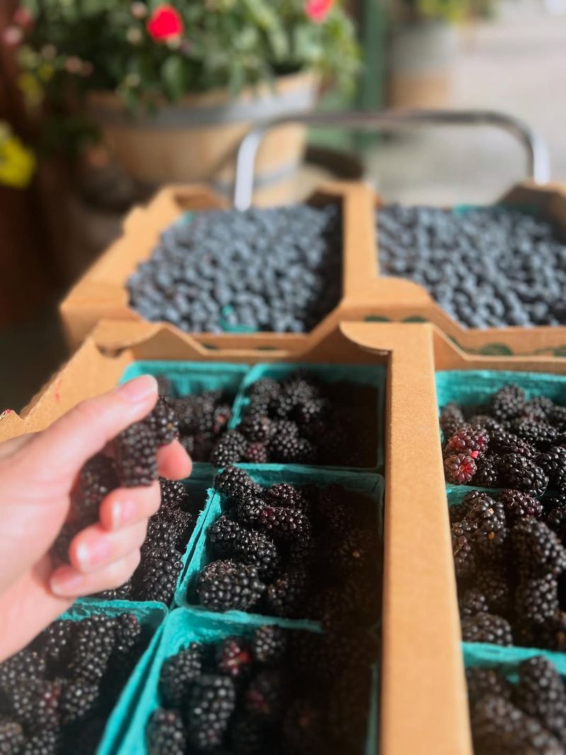 When And How To Harvest