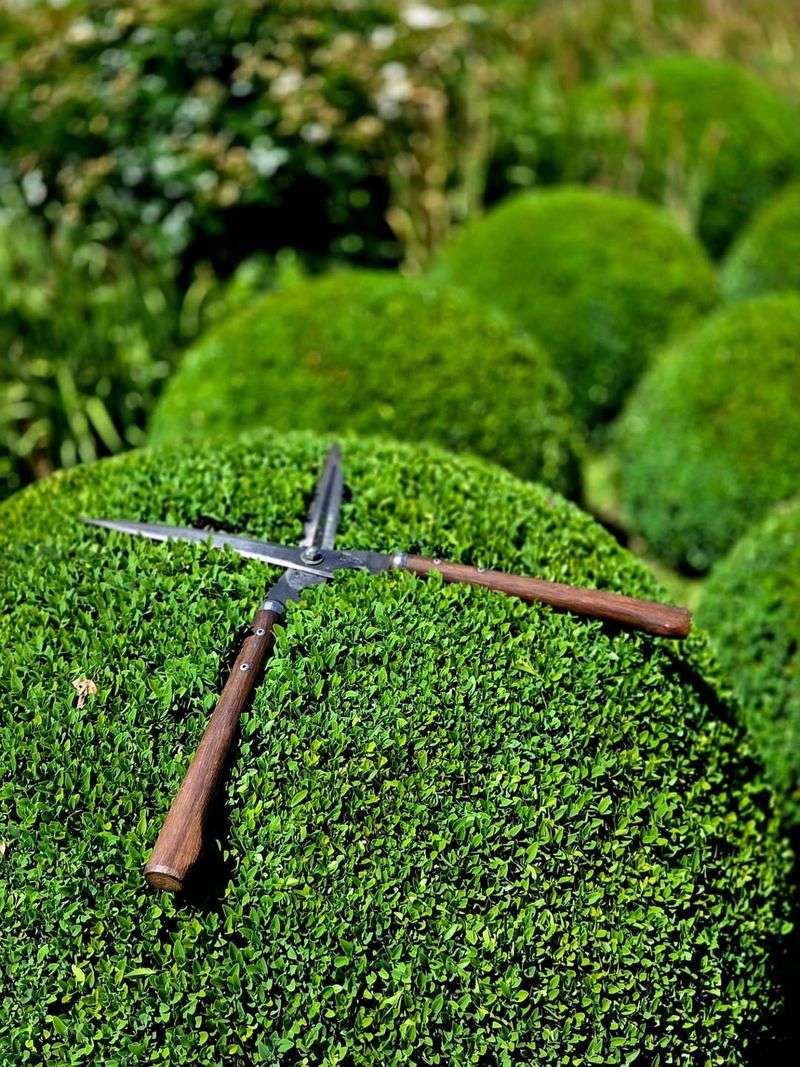 Trimming Focuses On Shape And Surface Growth