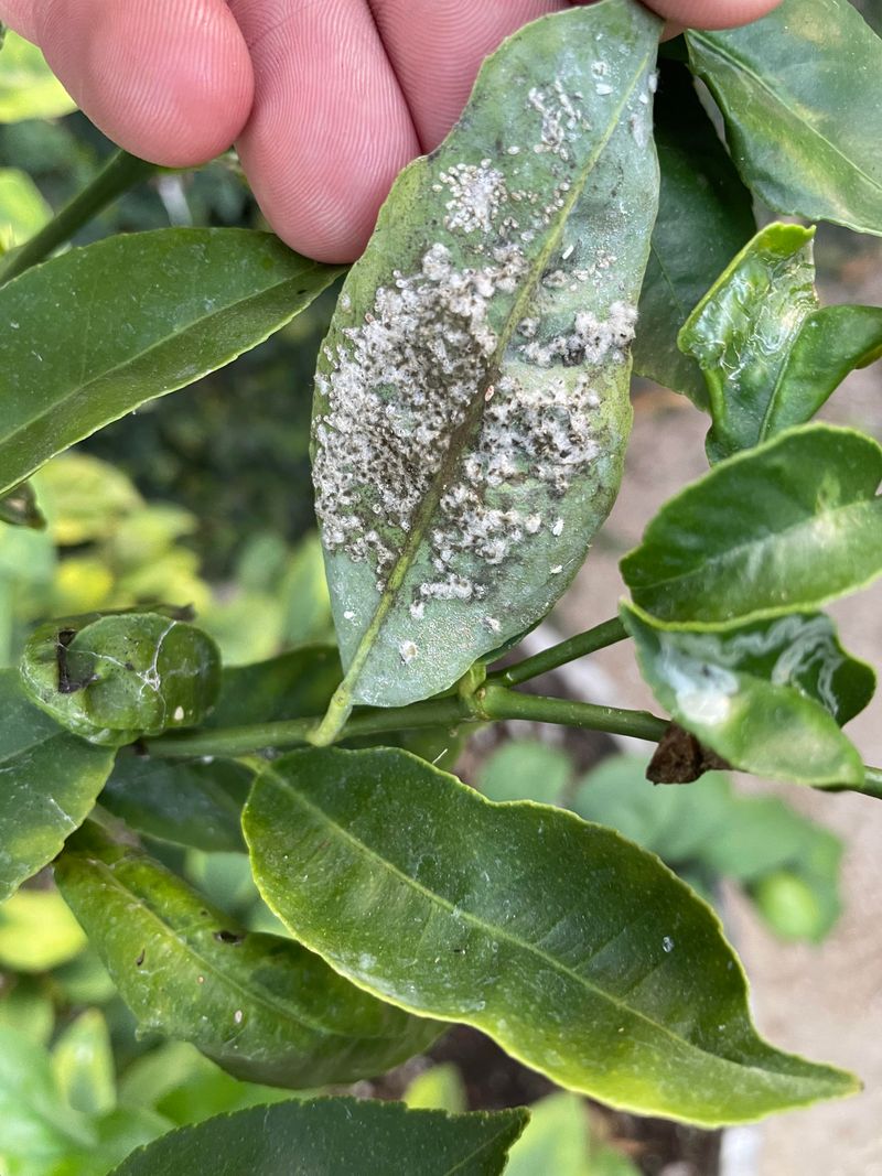 Pests And Diseases That Weaken Florida Citrus Trees