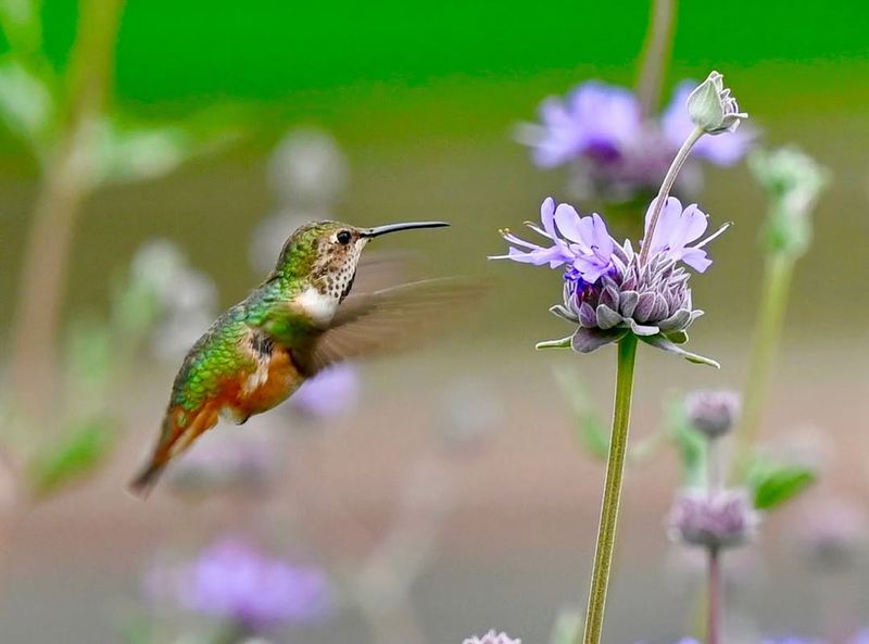 Pairing It With Other Hummingbird Favorites