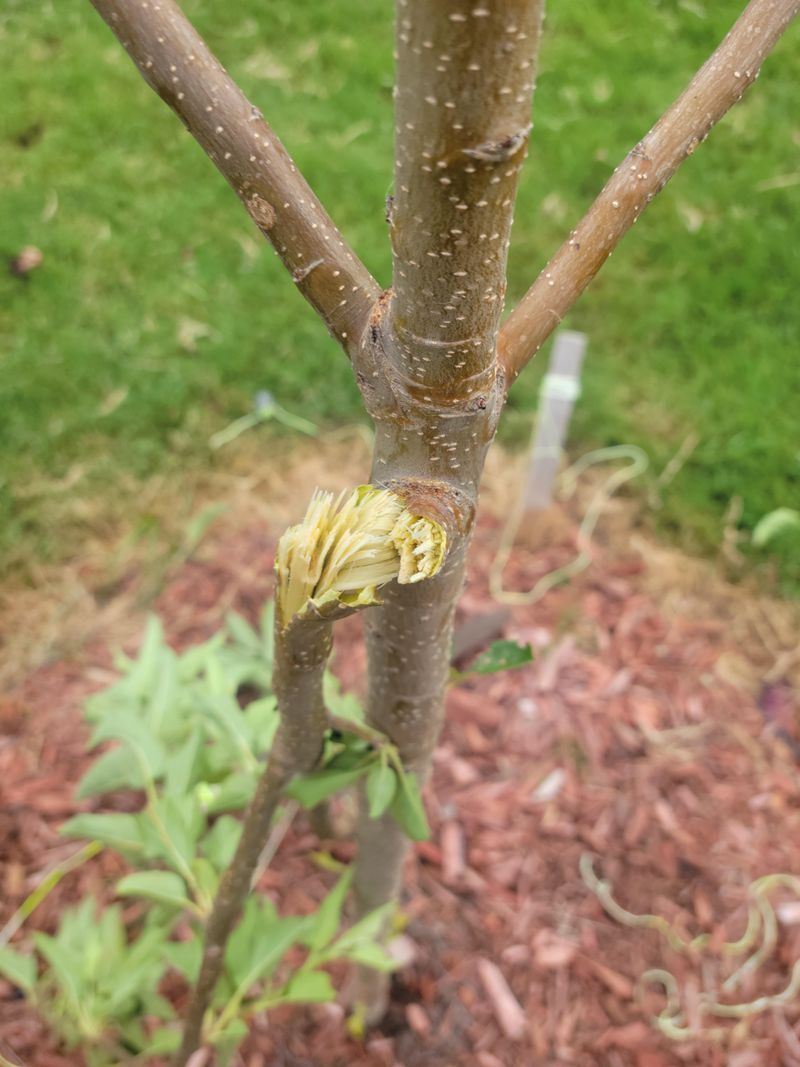 What To Remove First For Healthy Growth