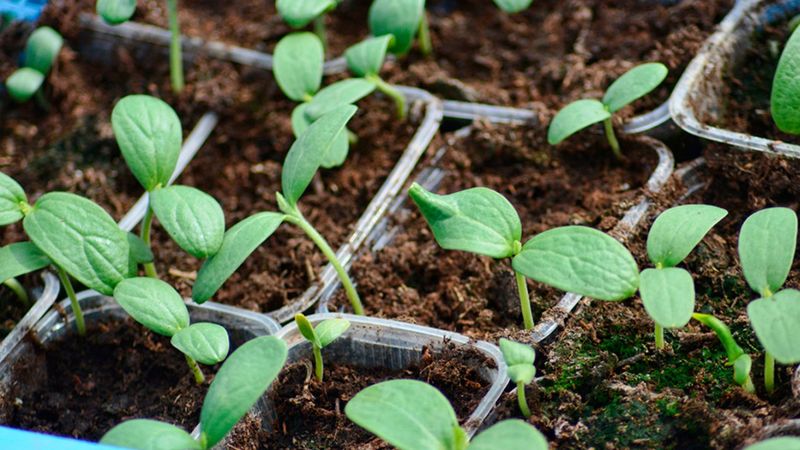 Watermelon (Citrullus Lanatus)