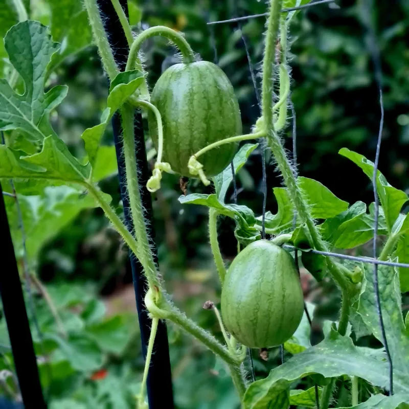 Watermelon (Citrullus Lanatus)