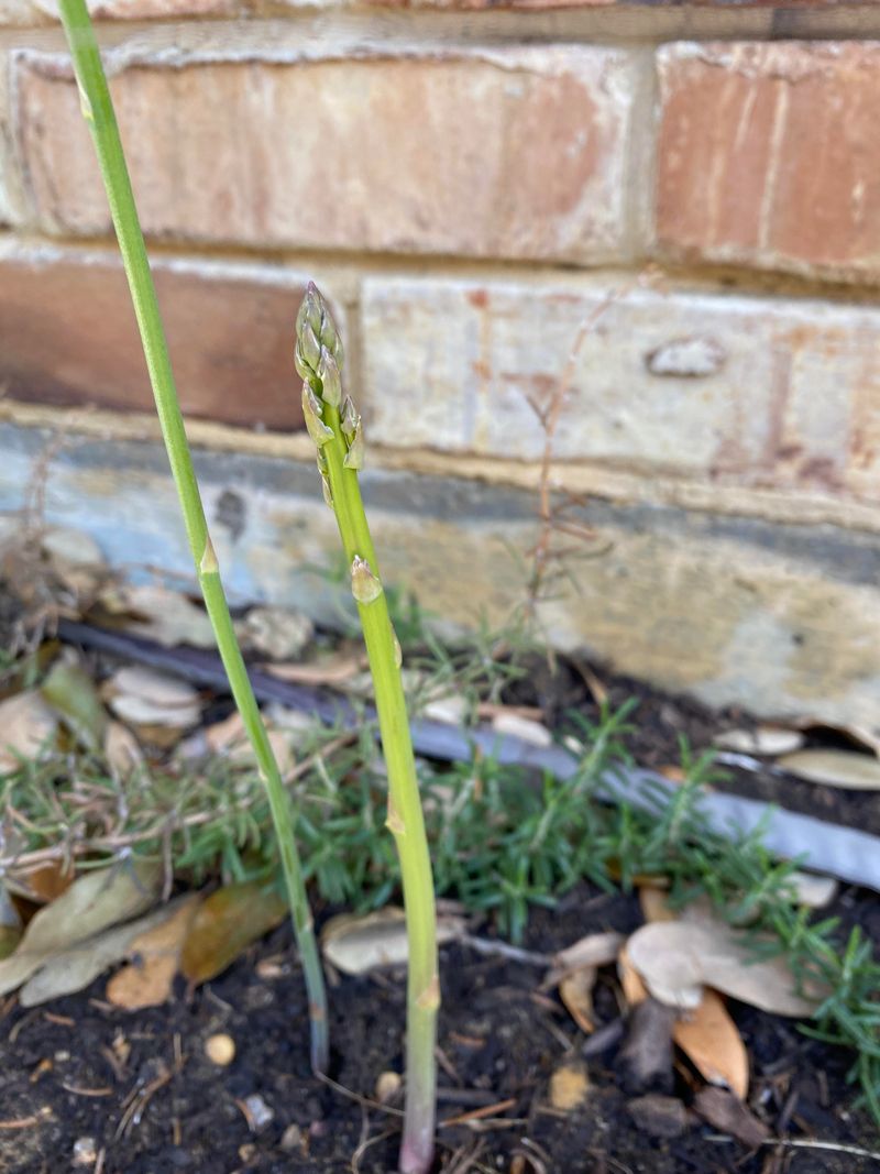 Asparagus Prefers Deep Permanent Garden Ground