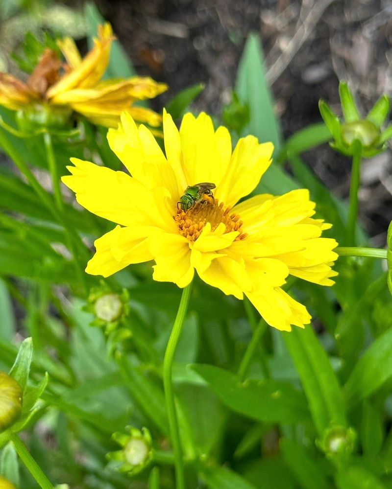 Lanceleaf Coreopsis