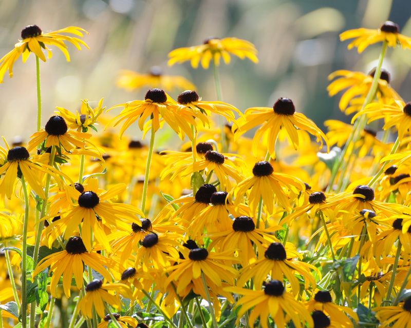 Black Eyed Susan Reseeds And Expands Naturally