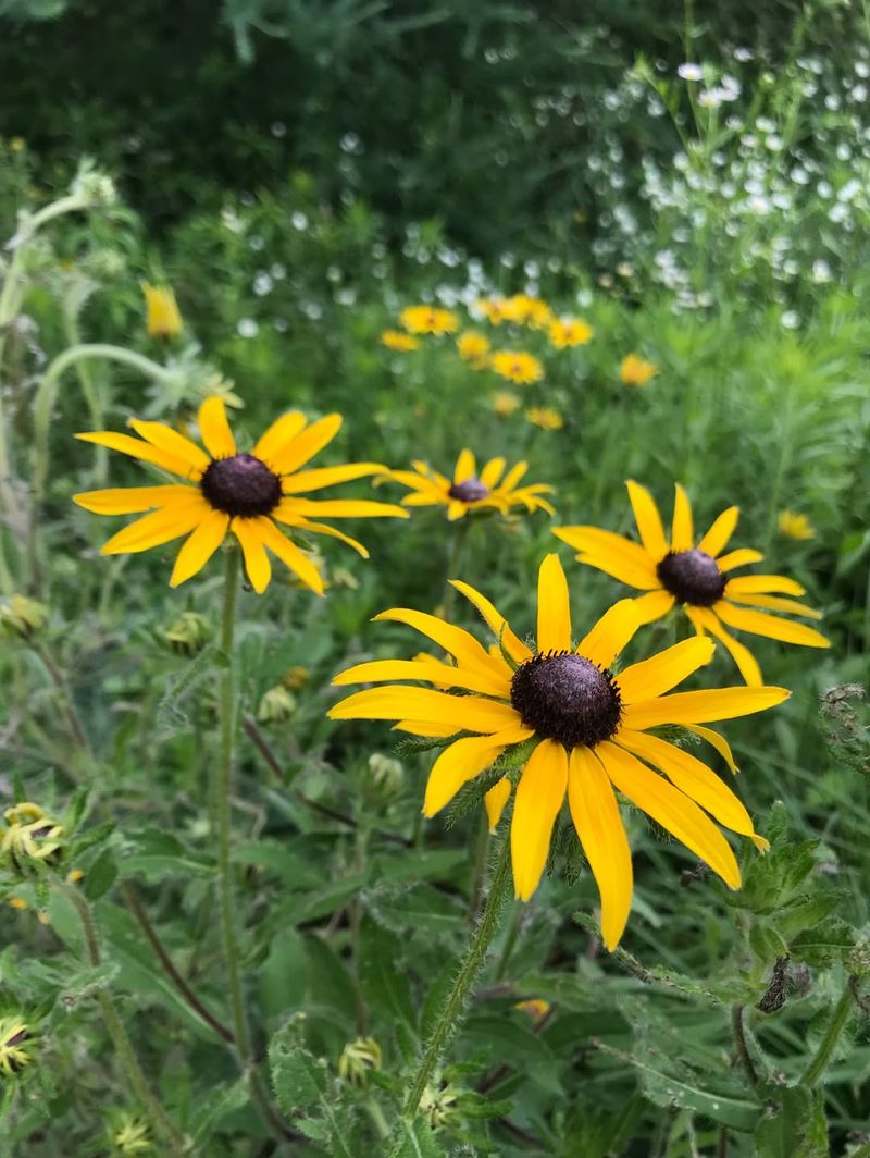 Black-Eyed Susan Brings Classic Ohio Wildflower Beauty