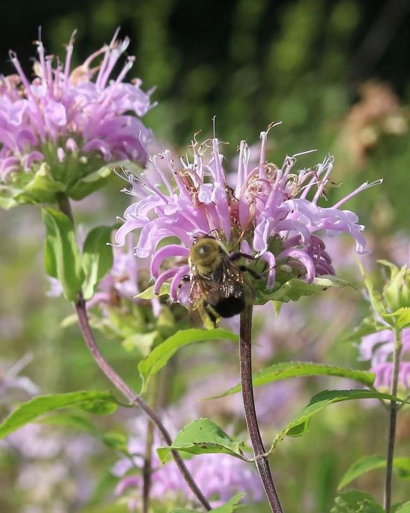 Wild Bergamot (Monarda Fistulosa)
