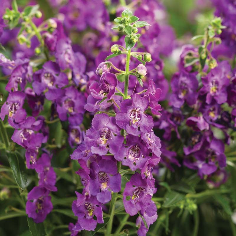Angelonia / Summer Snapdragon (Angelonia Angustifolia)