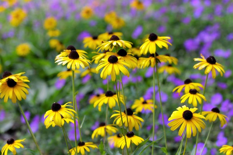 Black-Eyed Susan (Rudbeckia Hirta)