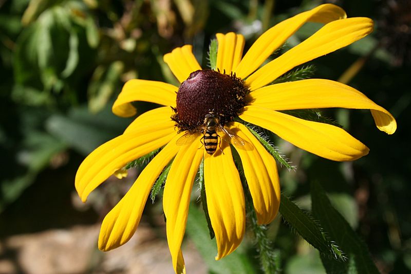 Black-Eyed Susan (Rudbeckia Hirta / R. Fulgida)