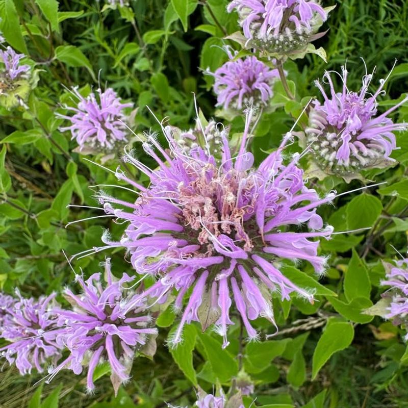 Wild Bergamot (Monarda Fistulosa)