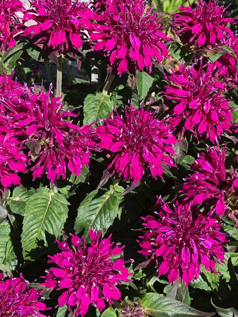 Bee Balm (Monarda fistulosa)