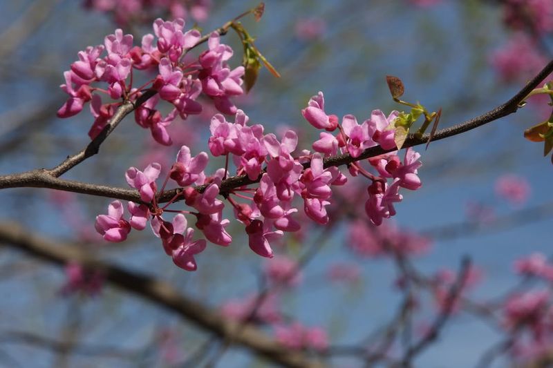 Eastern Redbud (Cercis canadensis)