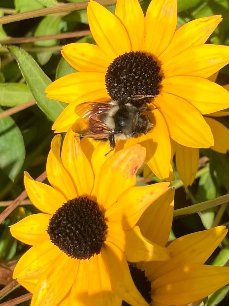 Black Eyed Susan Steps In Right When Spring Blooms Fade