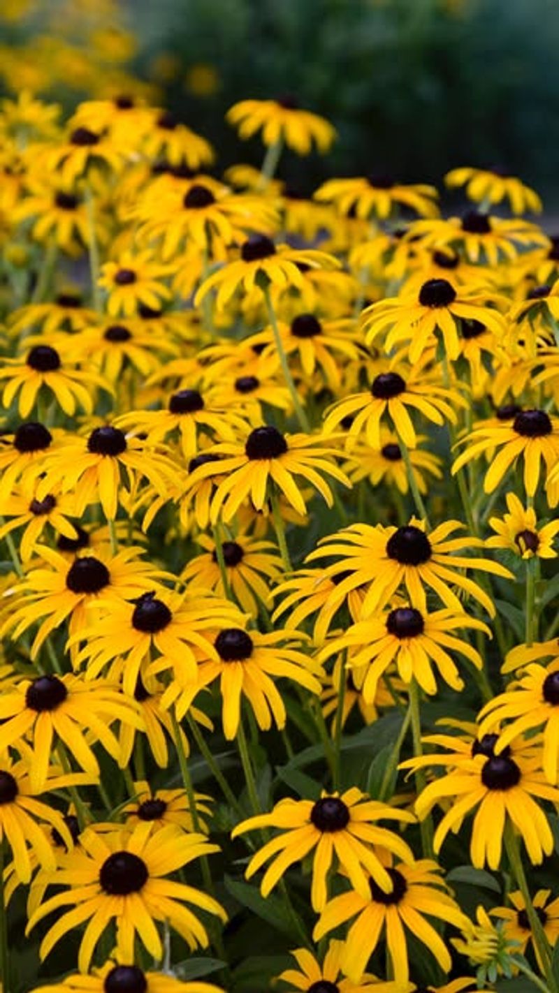 Black Eyed Susan Brings Bold Color With Barely Any Effort