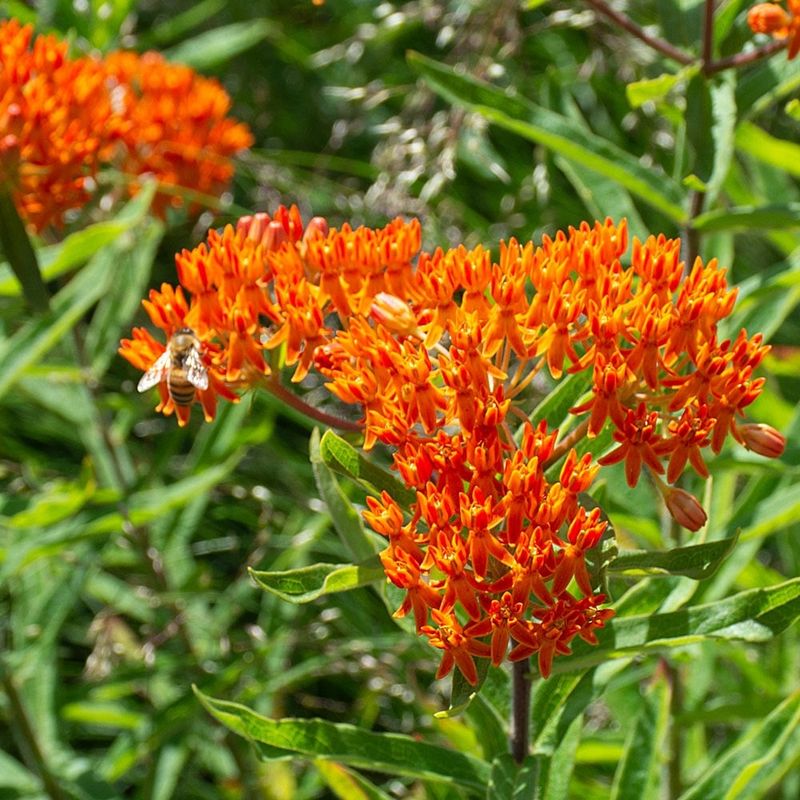 Butterfly Weed Pollinators Go Crazy For