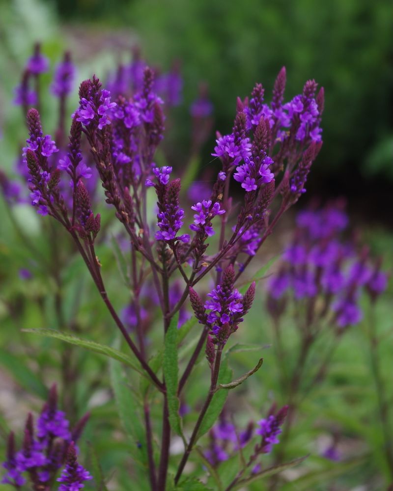 Verbena Spreads Color Through Georgia Flower Beds Without Slowing Down