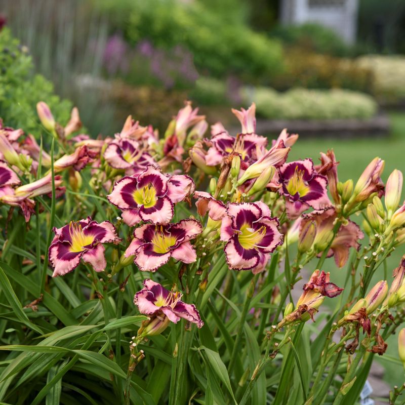 Daylilies Perform Reliably In Hot Humid Climates