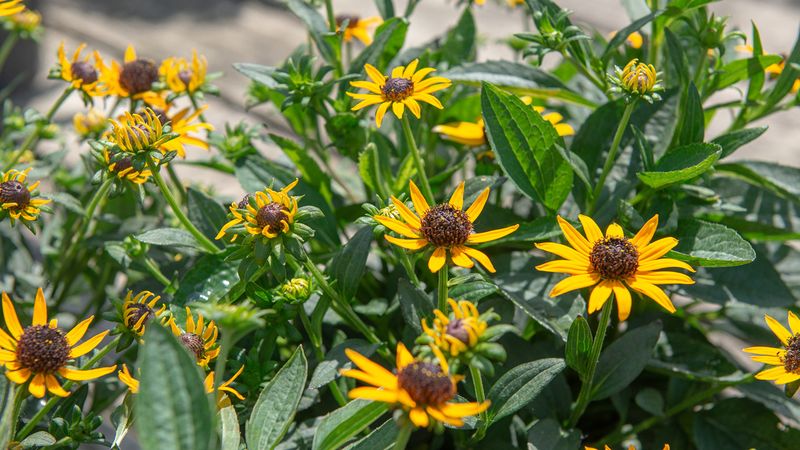 Black Eyed Susan Laughs At Late Frost