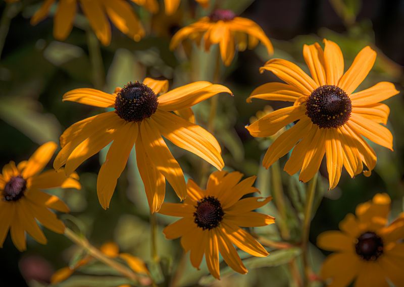 Blackeyed Susan Keeps Blooming Without Constant Care