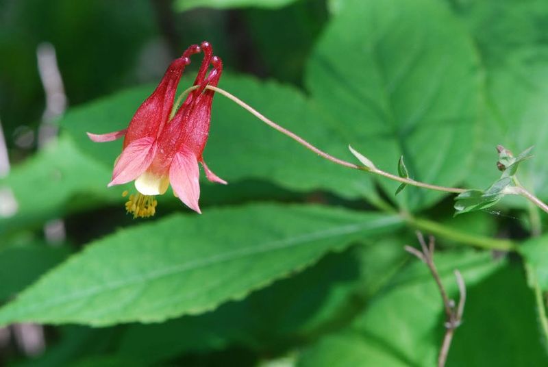 Wild Columbine Thrives In Partial Shade